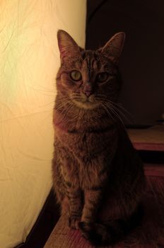 Red tinted photograph of a tabby cat sitting on a rustic wooden table beside a huge studio softbox with a wooden pallet in the background.