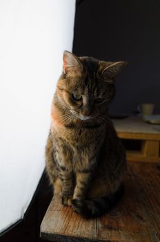 DSLR photograph of a tabby cat sitting on a rustic wooden table beside a huge studio softbox with a wooden pallet that has a coffee mug and a paper notebook on it in the background.