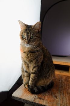 DSLR photograph of a tabby cat sitting on a rustic wooden table beside a huge studio softbox with a wooden pallet that has a coffee mug and a paper notebook on it in the background.