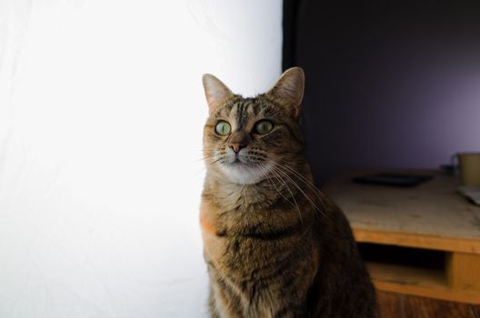 DSLR photograph of a tabby cat sitting on a rustic wooden table beside a huge studio softbox with a wooden pallet that has a coffee mug and a paper notebook on it in the background.