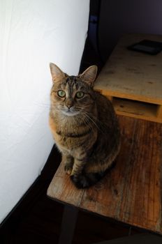 DSLR photograph of a tabby cat sitting on a rustic wooden table beside a huge studio softbox with a wooden pallet that has a coffee mug and a paper notebook on it in the background.