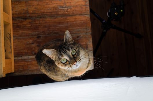 DSLR photograph of a tabby cat sitting on a rustic wooden table beside a huge studio softbox with a wooden pallet that has a coffee mug and a paper notebook on it in the background.