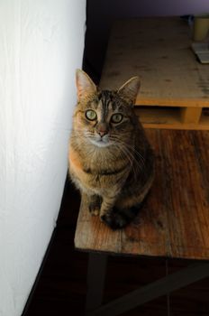 DSLR photograph of a tabby cat sitting on a rustic wooden table beside a huge studio softbox with a wooden pallet that has a coffee mug and a paper notebook on it in the background.