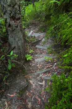 Wooden stairs on the trail in the Australian forest