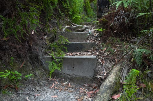 Wooden stairs on the trail in the Australian forest