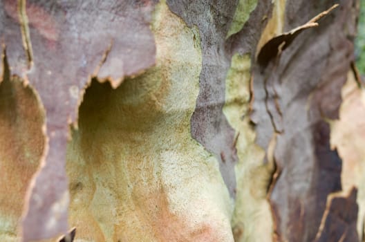 Background of peeled eucalyptus bark