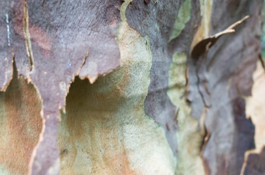 Background of peeled eucalyptus bark