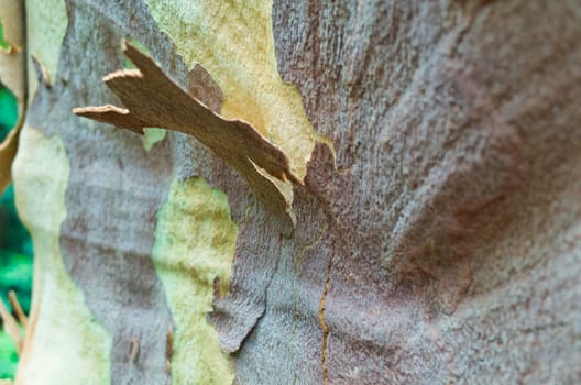 Background of peeled eucalyptus bark