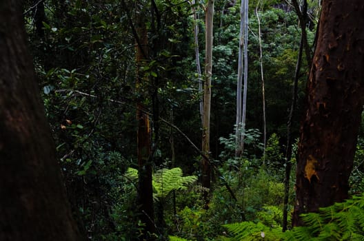 Eucalyptus trees in the Australian bush in the Blue Mountains.