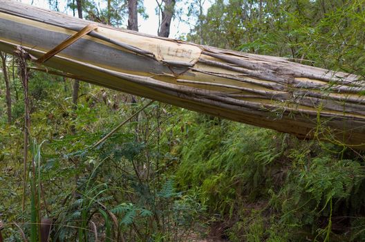 Lovers' Initials on Eucalyptus fallen across the trail