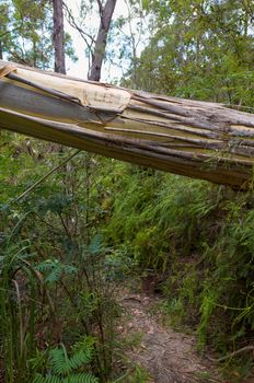 Lovers' Initials on Eucalyptus fallen across the trail