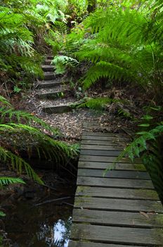 Mossy wooden bridge over a ditch in the rainforest in the Blue Mountains, Australia