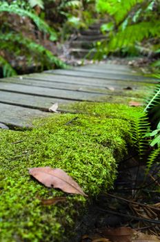 Mossy wooden bridge in the rainforest in the Blue Mountains, Australia