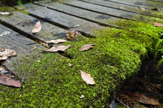 Mossy wooden bridge in the rainforest in the Blue Mountains, Australia