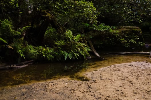 Moss covered rocks and fern at a pool of water near a waterfall 