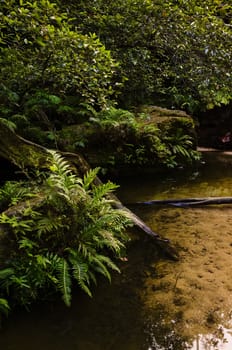 Moss covered rocks and fern at a pool of water near a waterfall 