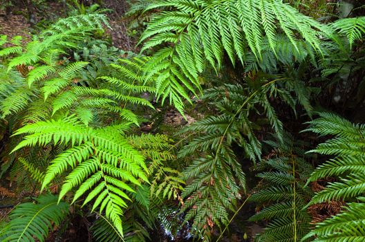 Fern leaves in the Australian bush