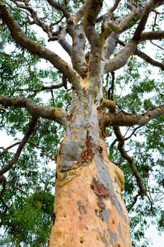 Eucalyptus trees, Blue Mountains, Australia