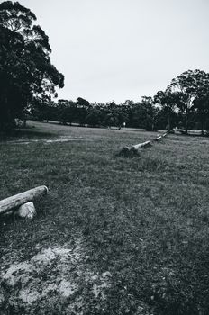 Dog running in the dog park at the former Lawson golf course in the Blue Mountains of Australia