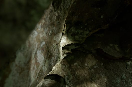 A rock face. The Blue Mountains, New South Wales, Australia.