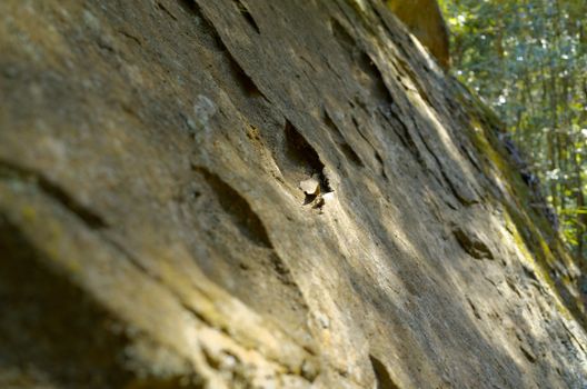 A rock face. The Blue Mountains, New South Wales, Australia.