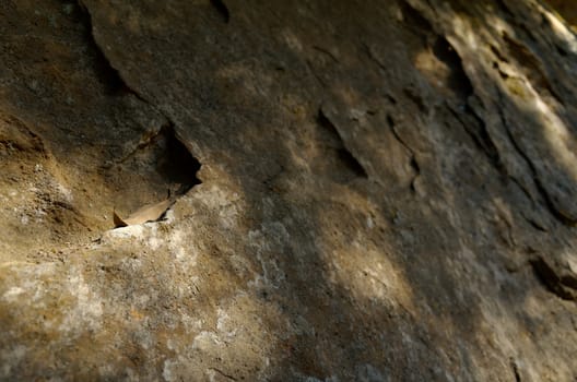 A rock face. The Blue Mountains, New South Wales, Australia.