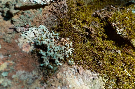 A rock face. The Blue Mountains, New South Wales, Australia.