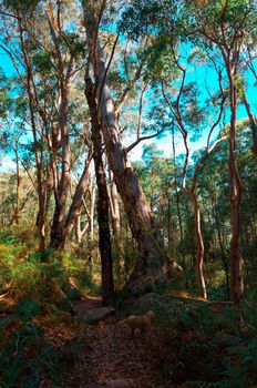 Eucalyptus trees in the Australian bush in the Blue Mountains.