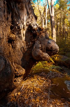 Eucalyptus trees in the Australian bush in the Blue Mountains.