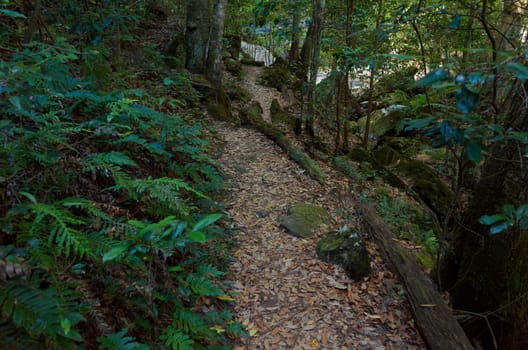 Eucalyptus trees in the Australian bush in the Blue Mountains.