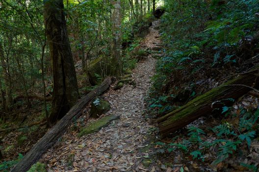 Eucalyptus trees in the Australian bush in the Blue Mountains.