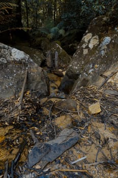 A rock face. The Blue Mountains, New South Wales, Australia.