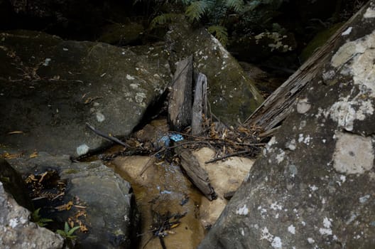 A rock face. The Blue Mountains, New South Wales, Australia.