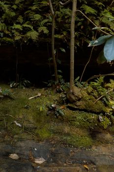 Green vegetation in a dramatic setting against a black background in the Blue Mountains, Australia.