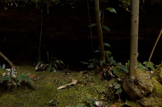 Green vegetation in a dramatic setting against a black background in the Blue Mountains, Australia.