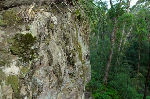 A rock face with moss and lichen in the Blue Mountains of Australia.