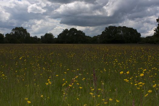 Meadow and fields around Holmer Green, Buckinghamshire, England