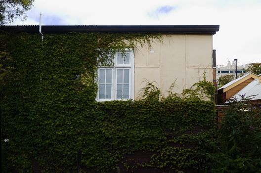 A vine-covered house exterior with a white window in Katoomba, Blue Mountains