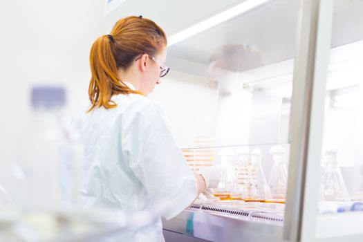 Female scientist researching in laboratory, pipetting cell culture samples on LB agar medium in laminar flow. Life science professional grafting bacteria in Erlenmeyer flask.