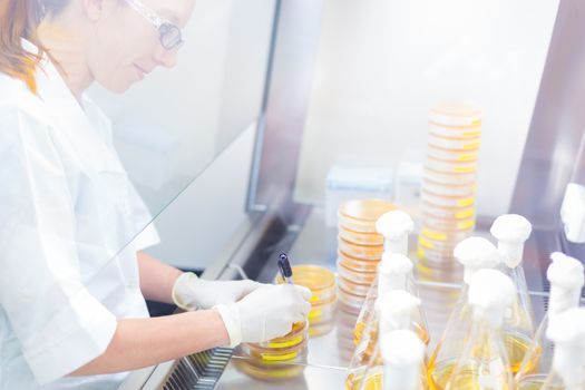 Female scientist researching in laboratory, pipetting cell culture samples on LB agar medium in laminar flow. Life science professional grafting bacteria in Erlenmeyer flask.