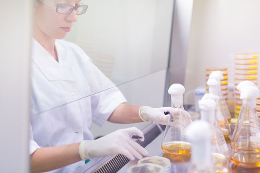 Female scientist researching in laboratory, pipetting cell culture samples on LB agar medium in laminar flow. Life science professional grafting bacteria in Erlenmeyer flask.