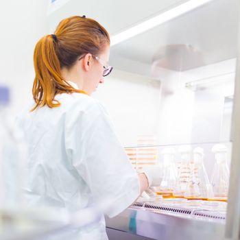 Female scientist researching in laboratory, pipetting cell culture samples on LB agar medium in laminar flow. Life science professional grafting bacteria in Erlenmeyer flask.