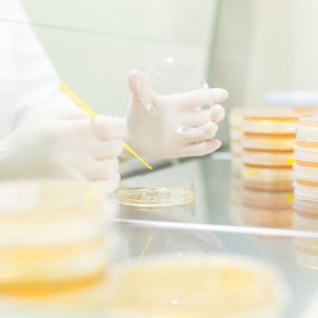 Female life science professional observing cell culture samples on LB agar medium in petri dish.  Scientist grafting bacteria in microbiological analytical laboratory .  