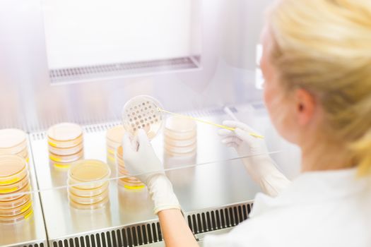 Female life science professional observing cell culture samples on LB agar medium in petri dish.  Scientist grafting bacteria in microbiological analytical laboratory .  