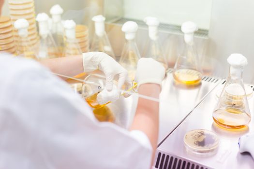 Female scientist researching in laboratory, pipetting cell culture samples on LB agar medium in laminar flow. Life science professional grafting bacteria in the petri dishes. 