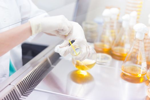 Female scientist researching in laboratory, pipetting cell culture samples on LB agar medium in laminar flow. Life science professional grafting bacteria in the petri dishes. 