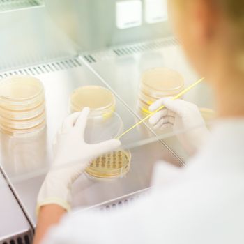 Female scientist researching in laboratory, pipetting cell culture samples on LB agar medium in laminar flow. Life science professional grafting bacteria in the petri dishes. 