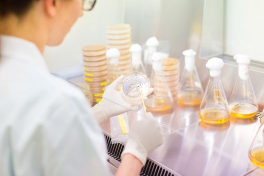 Female scientist researching in laboratory, pipetting cell culture samples on LB agar medium in laminar flow. Life science professional grafting bacteria in the petri dishes. 