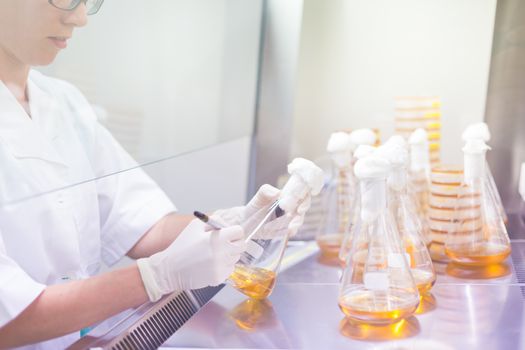 Female scientist researching in laboratory, pipetting cell culture samples on LB agar medium in laminar flow. Life science professional grafting bacteria in the petri dishes. 