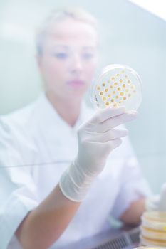 Life science professional observing cell culture samples on LB agar medium in petri dish.  Scientist grafting bacteria in microbiological analytical laboratory.  Focus on agar plate trough glass.